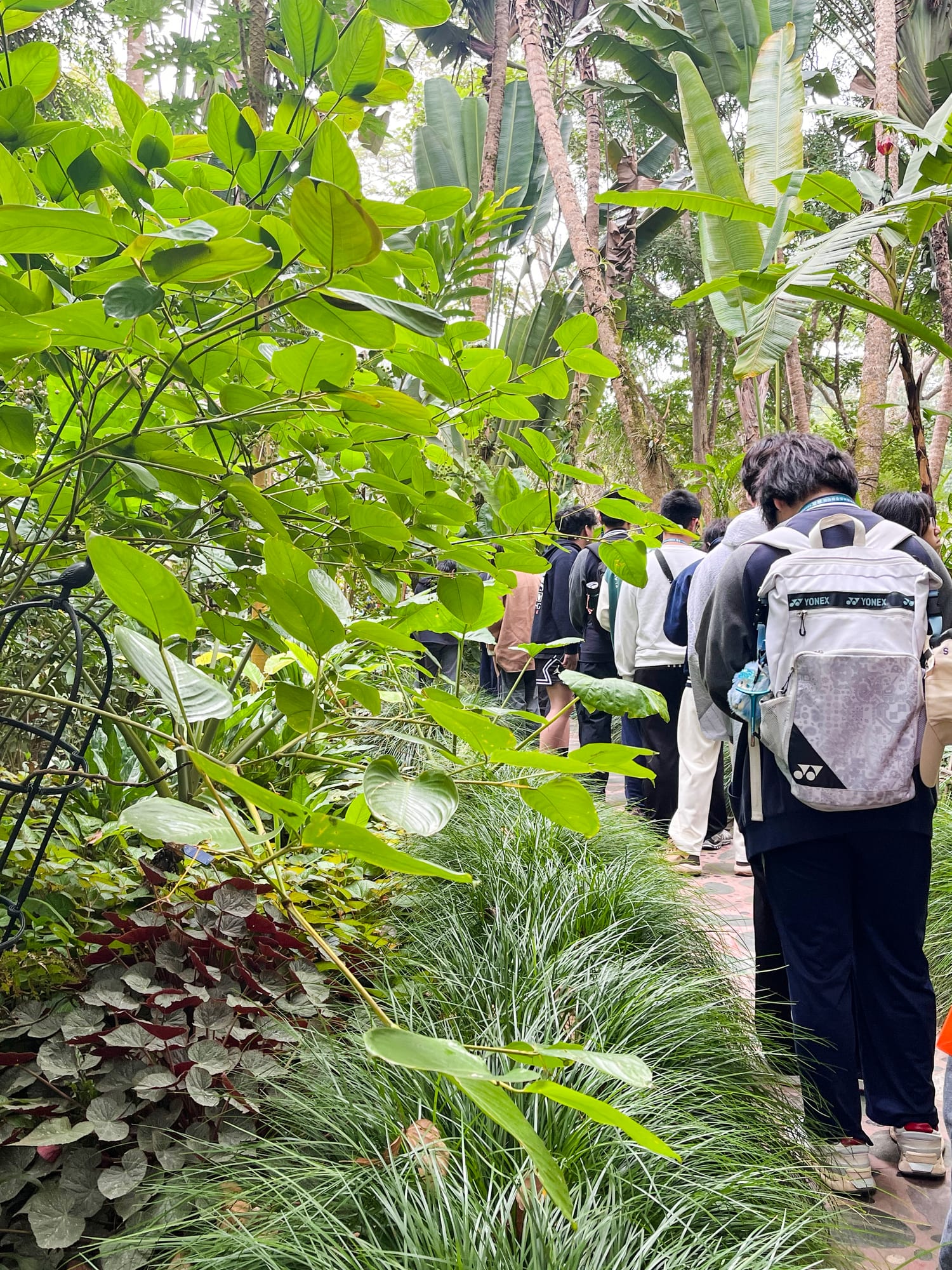 西双版纳热带雨林动植物生态保护志愿者项目 · 真实项目现场 36